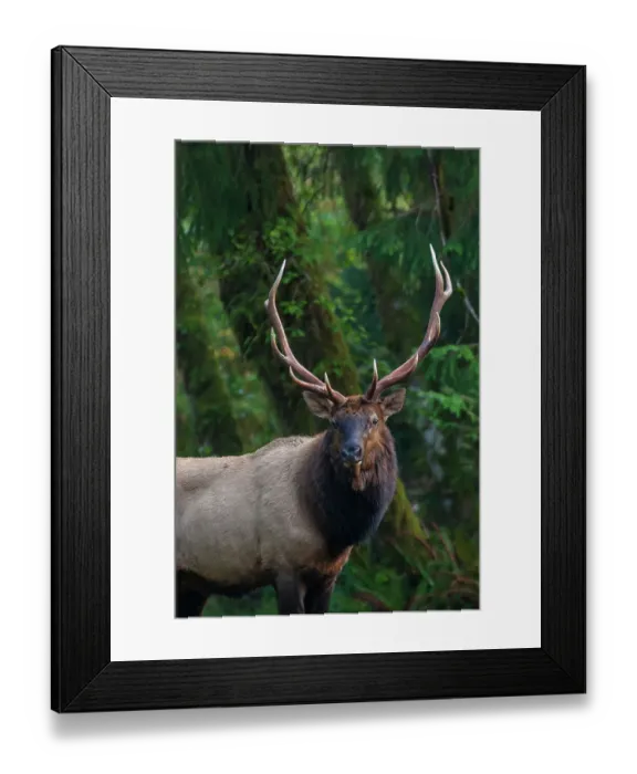 Framed Print : Roosevelt bull elk, Pacific Northwest rainforest Framed Print : Roosevelt bull elk, Pacific Northwest rainforest