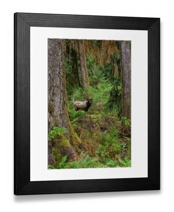 Framed Print : Roosevelt bull elk, Pacific Northwest rainforest Framed Print : Roosevelt bull elk, Pacific Northwest rainforest