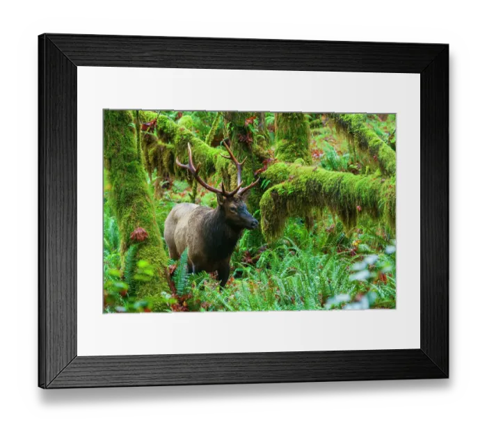 Framed Print : Roosevelt bull elk, Pacific Northwest rainforest