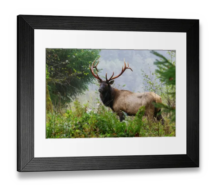 Framed Print : Roosevelt bull elk, Pacific Northwest rainforest