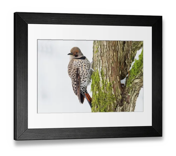 Framed Print : Canada, British Columbia, Boundary Bay, red-shafted flicker, first winter Framed Print : Canada, British Columbia, Boundary Bay, red-shafted flicker, first winter