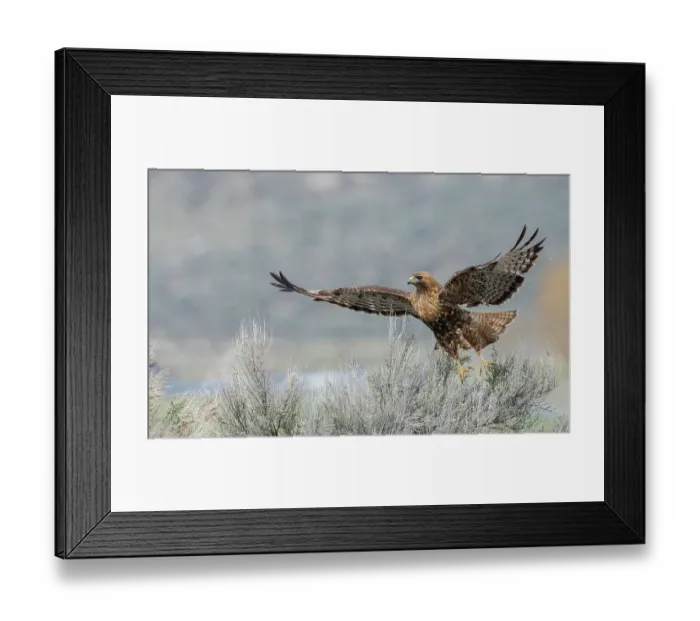Framed Print : Red-tailed hawk flying, Colorado, USA