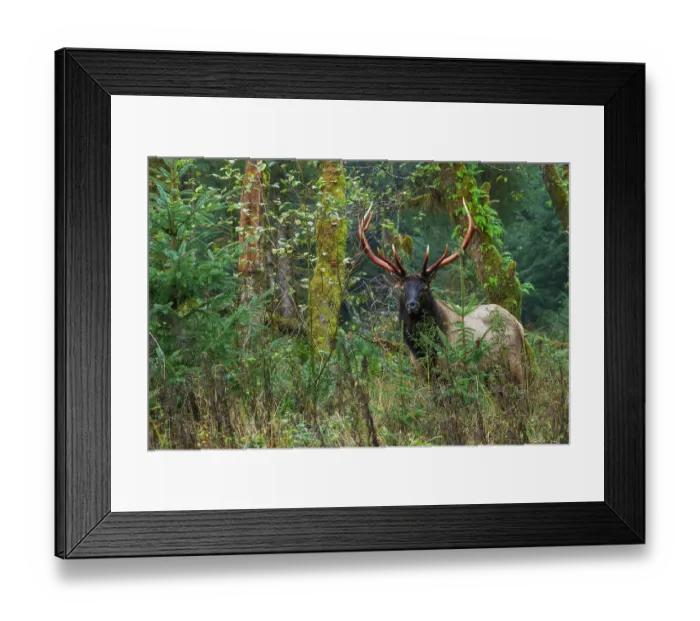 Framed Print : Roosevelt bull elk, Pacific Northwest rainforest Framed Print : Roosevelt bull elk, Pacific Northwest rainforest