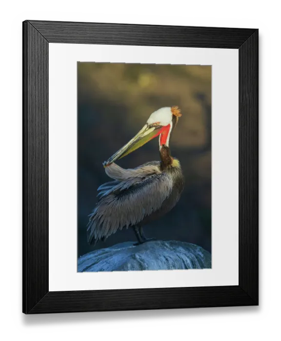 Framed Print : Brown pelican preening, coastal Southern California, USA Framed Print : Brown pelican preening, coastal Southern California, USA