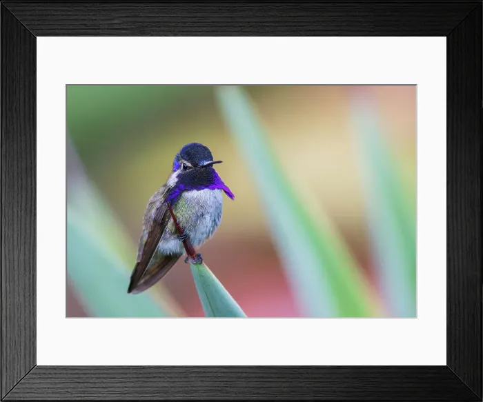 Framed Print : USA, Southern California, Poway, Costa's hummingbird, perched on a yucca Framed Print : USA, Southern California, Poway, Costa's hummingbird, perched on a yucca