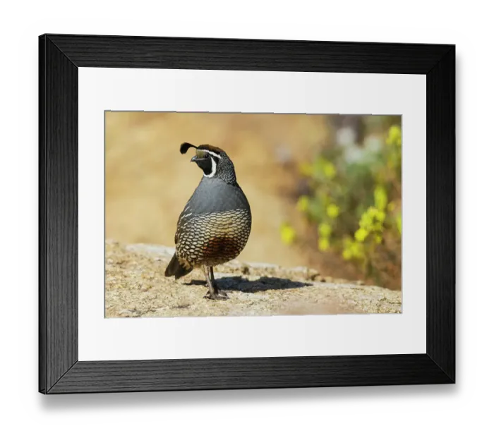 Framed Print : USA, Southern California, Poway, California quail Framed Print : USA, Southern California, Poway, California quail