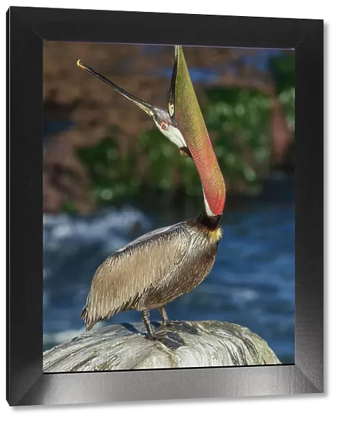 Brown pelican, head throw communication, Southern California Coast, USA