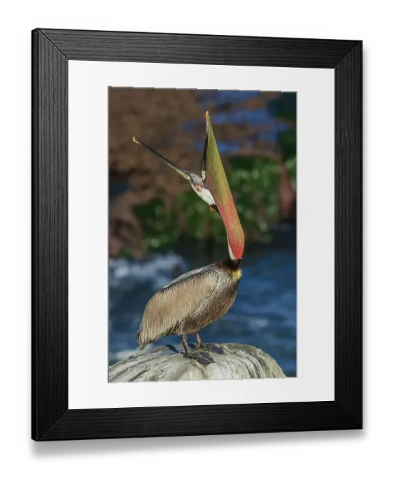 Framed Print : Brown pelican, head throw communication, Southern California Coast, USA Framed Print : Brown pelican, head throw communication, Southern California Coast, USA