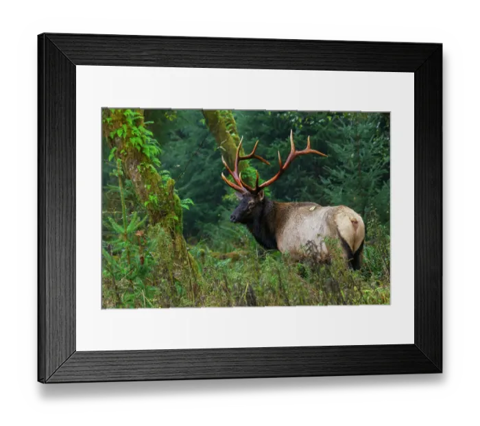 Framed Print : Roosevelt bull elk, Pacific Northwest rainforest Framed Print : Roosevelt bull elk, Pacific Northwest rainforest
