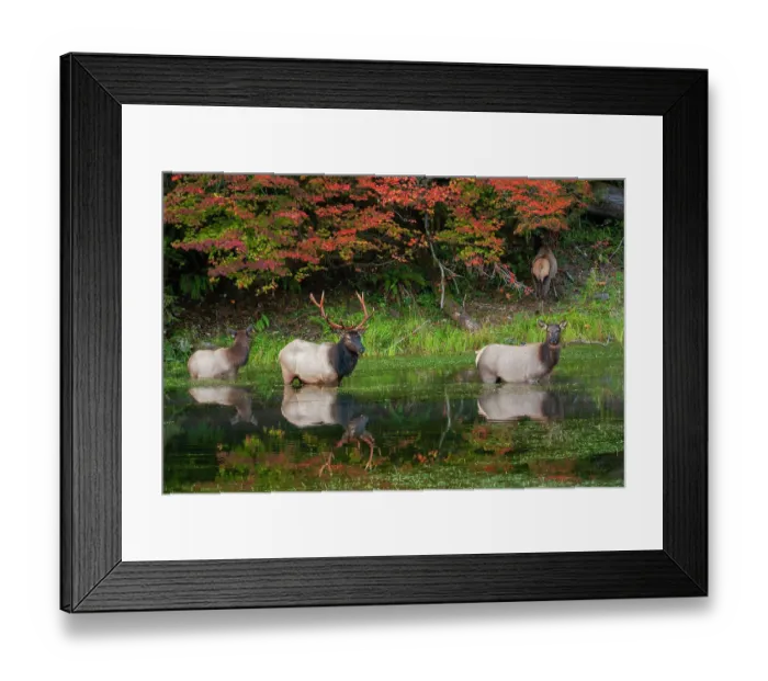 Framed Print : Roosevelt elk herd, Pacific Northwest rainforest