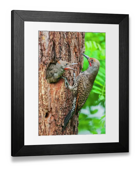 Framed Print : Red-shafted flicker feeding its chick, Montana, USA Framed Print : Red-shafted flicker feeding its chick, Montana, USA