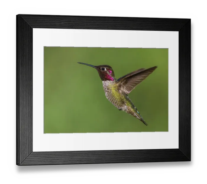 Framed Print : USA, Southern California, Poway, anna's hummingbird Framed Print : USA, Southern California, Poway, anna's hummingbird