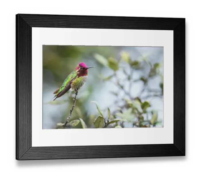 Framed Print : Anna's hummingbird resting, San Diego area, California, USA Framed Print : Anna's hummingbird resting, San Diego area, California, USA