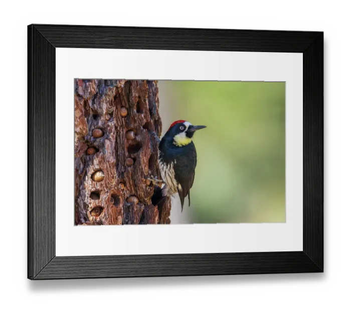 Framed Print : USA, Southern California, Sierra Mountains, acorn woodpecker Framed Print : USA, Southern California, Sierra Mountains, acorn woodpecker