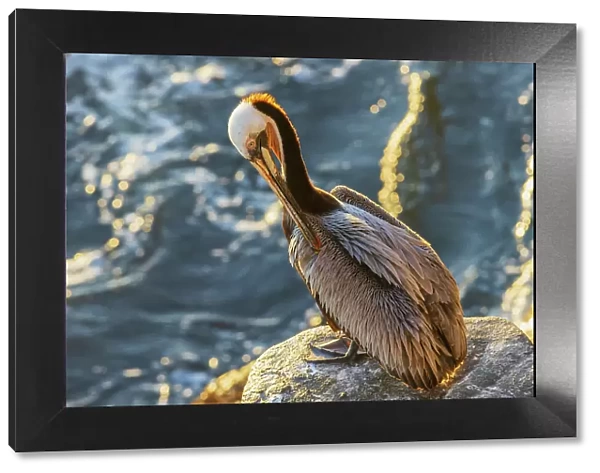 Brown pelican, morning preening, Southern California coast, USA
