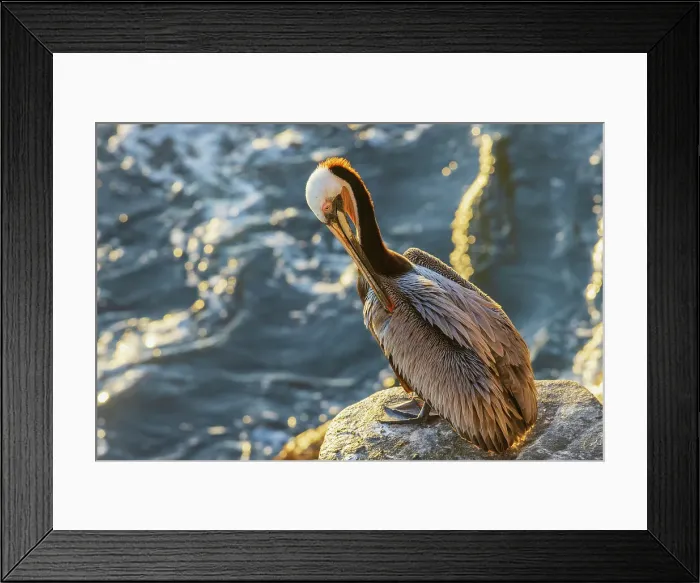 Framed Print : Brown pelican, morning preening, Southern California coast, USA