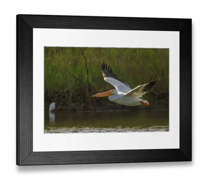 Framed Print : American white pelican flyby, Southern California, USA Framed Print : American white pelican flyby, Southern California, USA