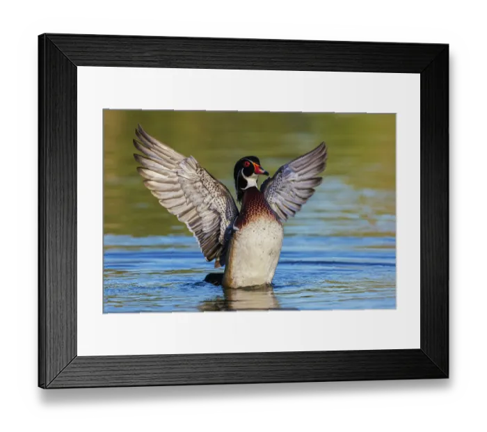Framed Print : USA, Southern California, Poway, wood duck drake drying wings