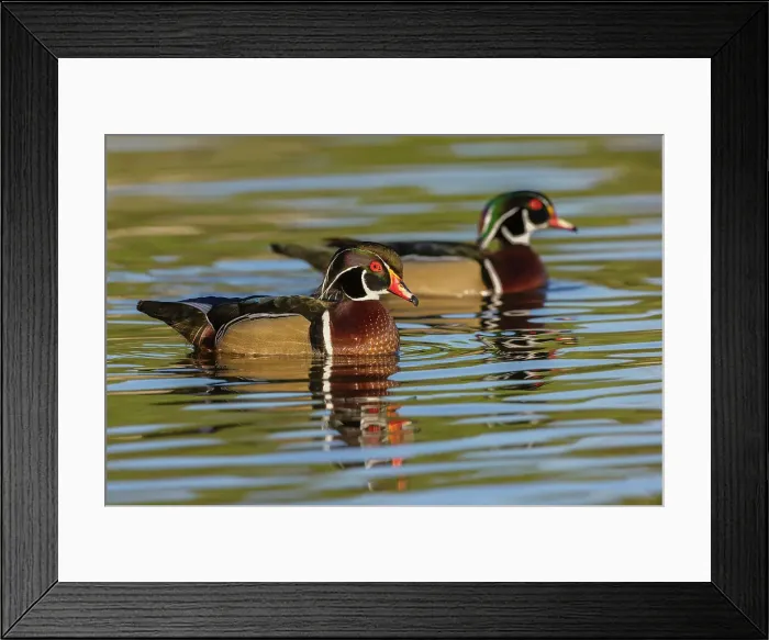 Framed Print : USA, Southern California, Poway, wood duck drakes