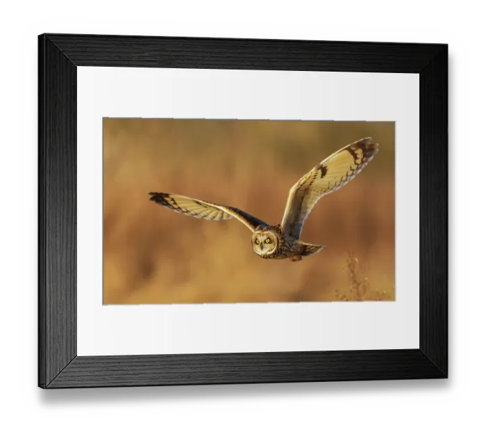 Framed Print : USA, Washington State. Skagit Valley. Short-eared owl on the hunt Framed Print : USA, Washington State. Skagit Valley. Short-eared owl on the hunt