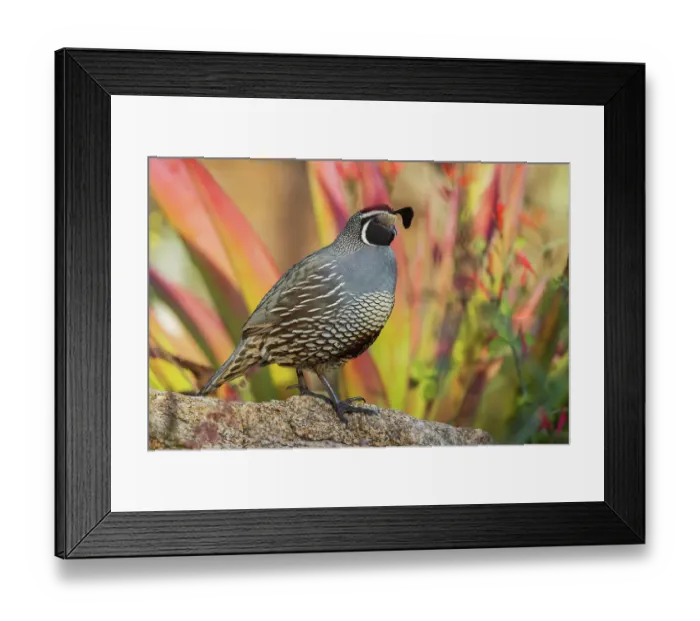 Framed Print : USA, Southern California, Poway, California quail