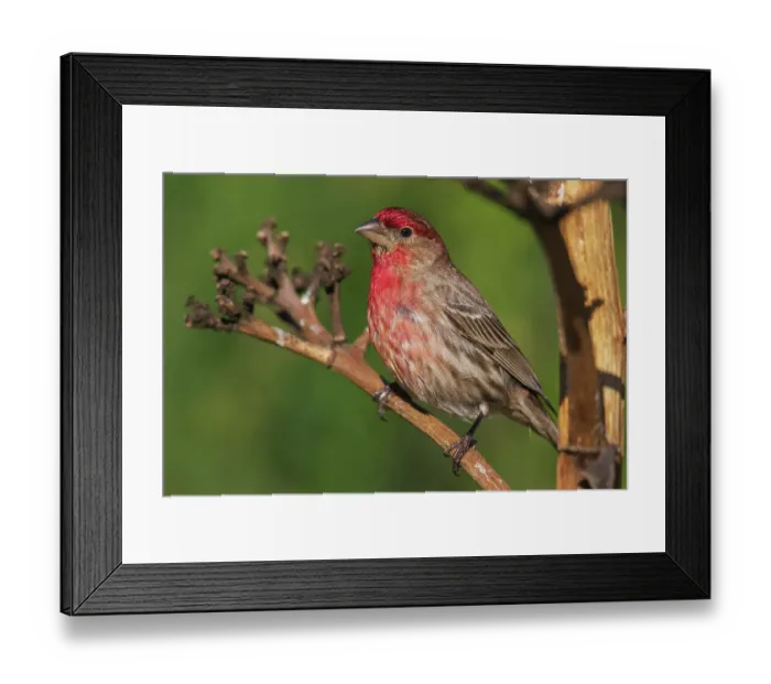 Framed Print : House finch, Southern California, USA Framed Print : House finch, Southern California, USA