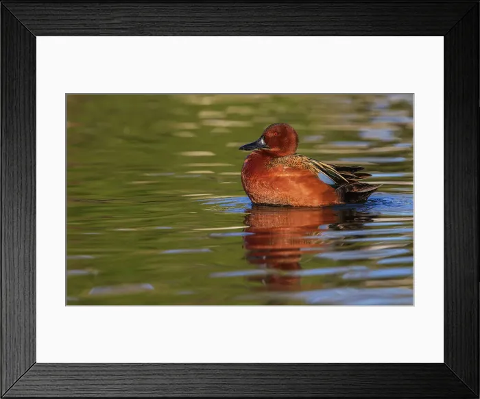 Framed Print : Cinnamon teal drake preening, Southern California, USA Framed Print : Cinnamon teal drake preening, Southern California, USA