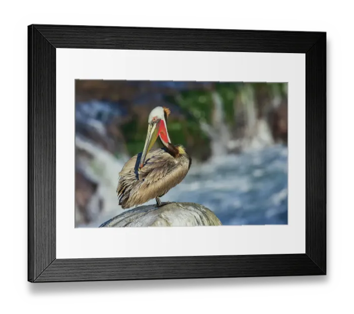 Framed Print : Brown pelican, preening session Framed Print : Brown pelican, preening session