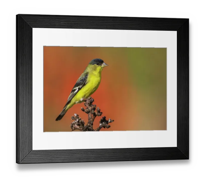Framed Print : Lesser goldfinch posing on cactus stem, Southern California, USA Framed Print : Lesser goldfinch posing on cactus stem, Southern California, USA