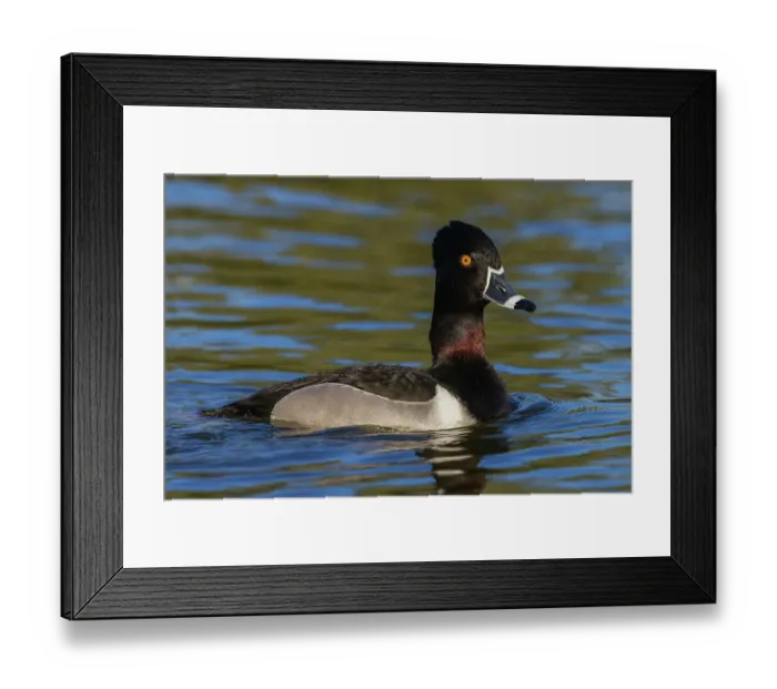 Framed Print : Ring-necked duck drake, Southern California wetland, USA Framed Print : Ring-necked duck drake, Southern California wetland, USA