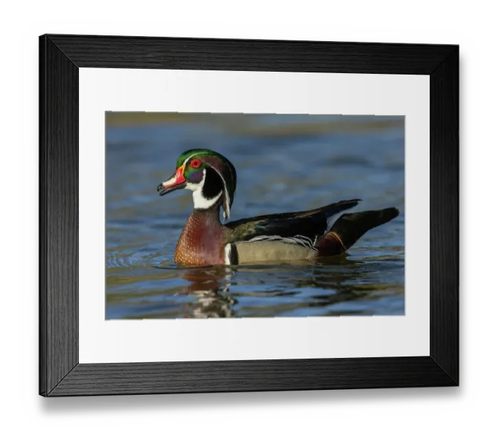 Framed Print : Wood duck drake calling, Southern California, USA Framed Print : Wood duck drake calling, Southern California, USA