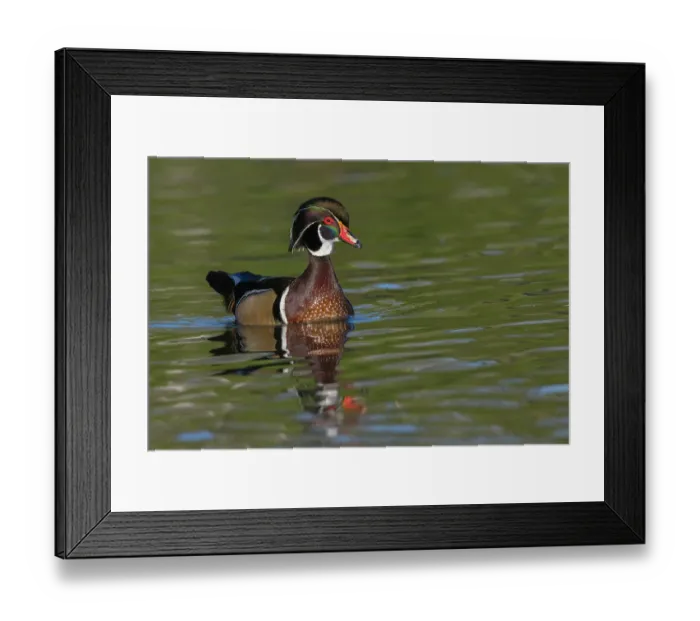 Framed Print : Wood duck drake calling, Southern California, USA Framed Print : Wood duck drake calling, Southern California, USA