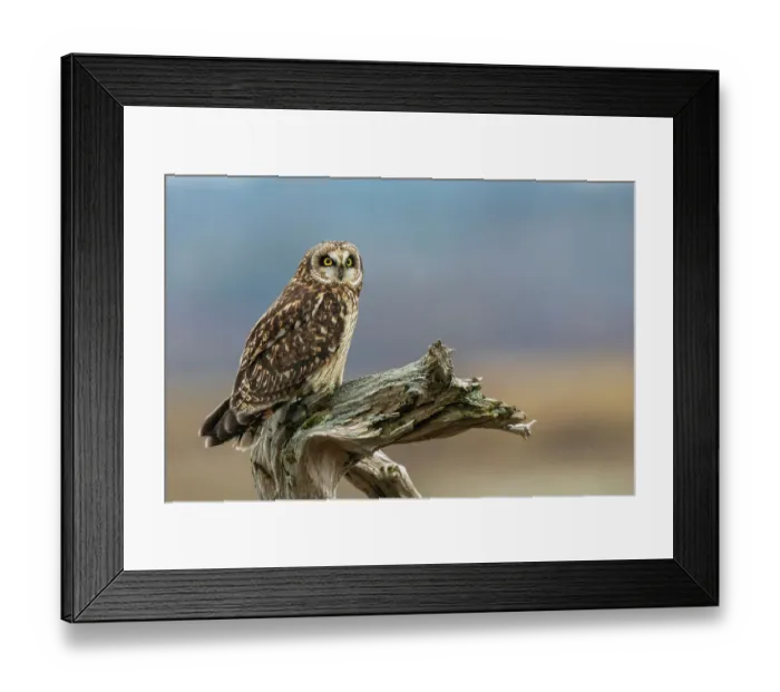 Framed Print : USA, Washington State. Skagit Valley. Short-eared owl Framed Print : USA, Washington State. Skagit Valley. Short-eared owl
