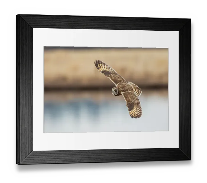 Framed Print : USA, Washington State. Skagit Valley. Short-eared owl in flight Framed Print : USA, Washington State. Skagit Valley. Short-eared owl in flight