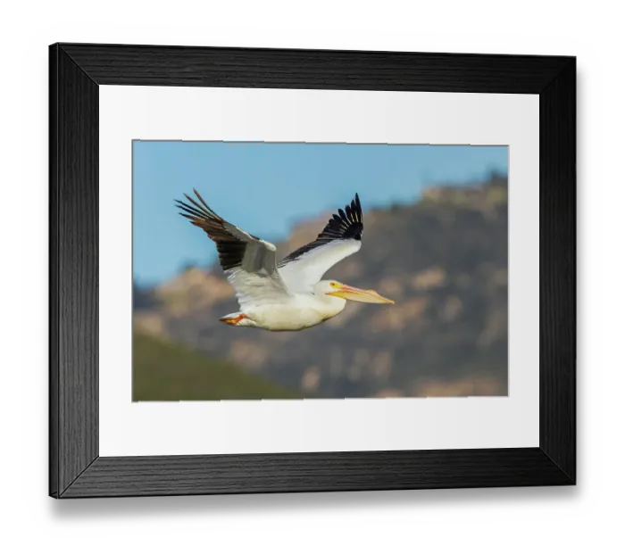 Framed Print : American white pelican flyby, Southern California, USA