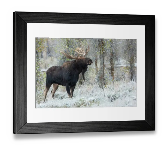 Framed Print : Shiras bull moose Framed Print : Shiras bull moose