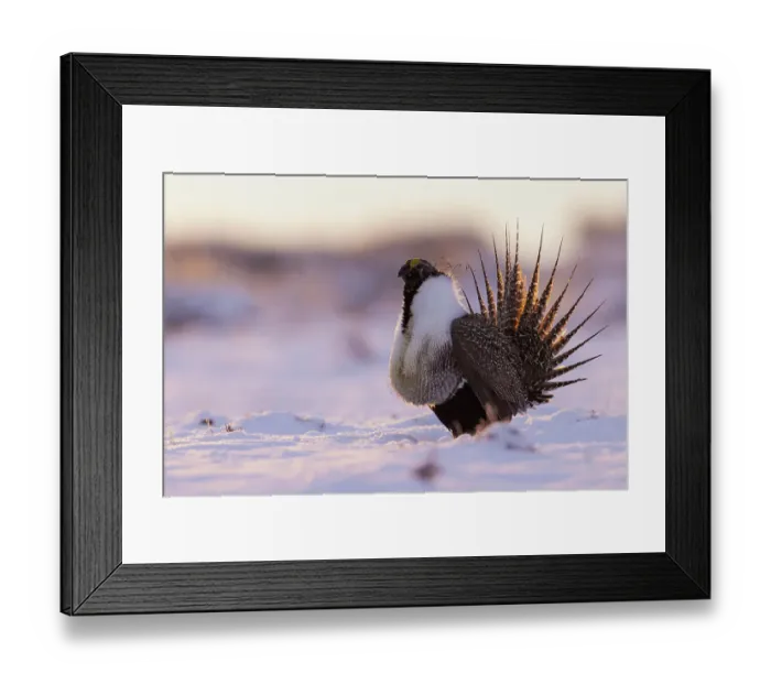 Framed Print : Greater sage grouse, dawn dance Framed Print : Greater sage grouse, dawn dance