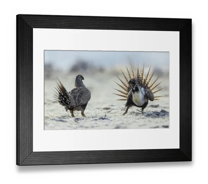 Framed Print : Greater sage grouse Males, stand off for territory on the lek, Colorado, USA Framed Print : Greater sage grouse Males, stand off for territory on the lek, Colorado, USA