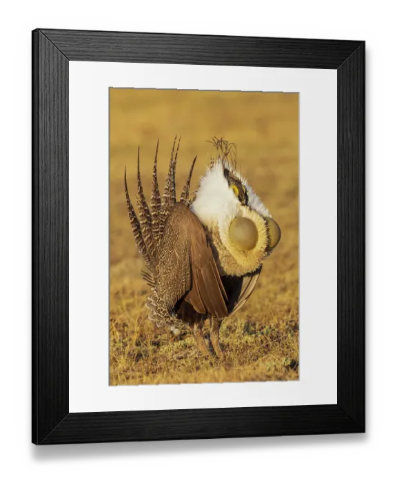 Framed Print : Greater sage grouse courtship display Framed Print : Greater sage grouse courtship display