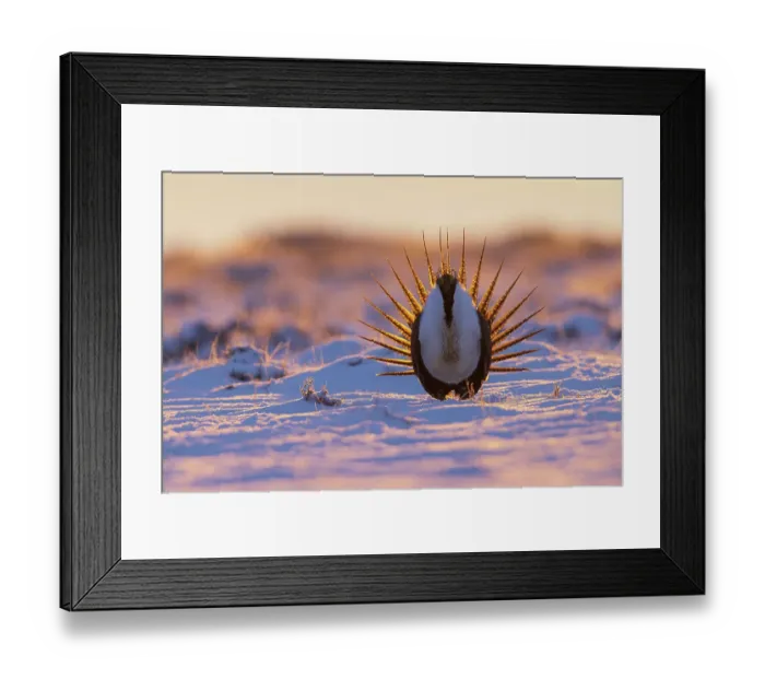 Framed Print : Greater sage grouse, sunrise courtship dance, Colorado, USA Framed Print : Greater sage grouse, sunrise courtship dance, Colorado, USA