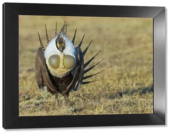 Greater sage grouse courtship display
