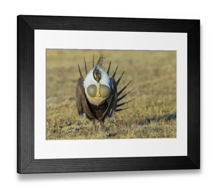 Framed Print : Greater sage grouse courtship display Framed Print : Greater sage grouse courtship display