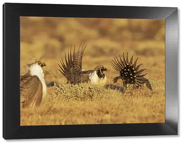 Greater sage grouse altercation
