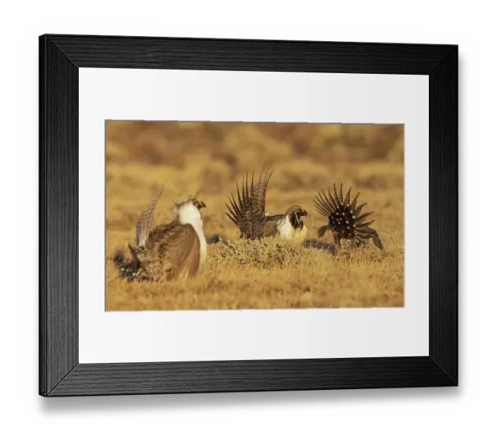 Framed Print : Greater sage grouse altercation Framed Print : Greater sage grouse altercation