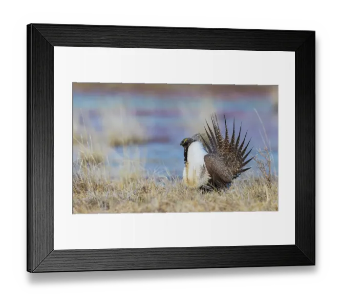Framed Print : Greater sage grouse Framed Print : Greater sage grouse