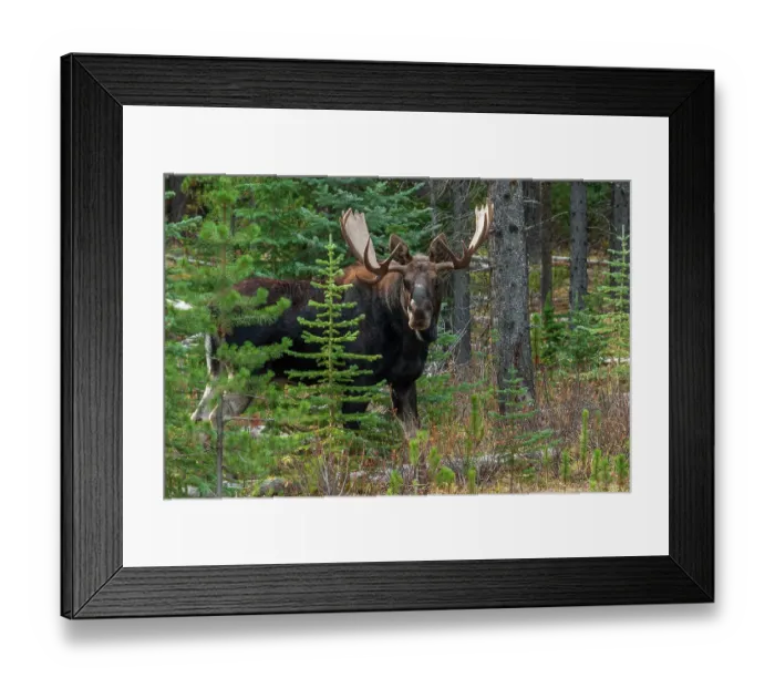 Framed Print : Shiras bull moose