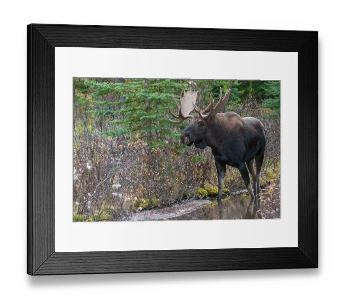 Framed Print : Shiras bull moose Framed Print : Shiras bull moose