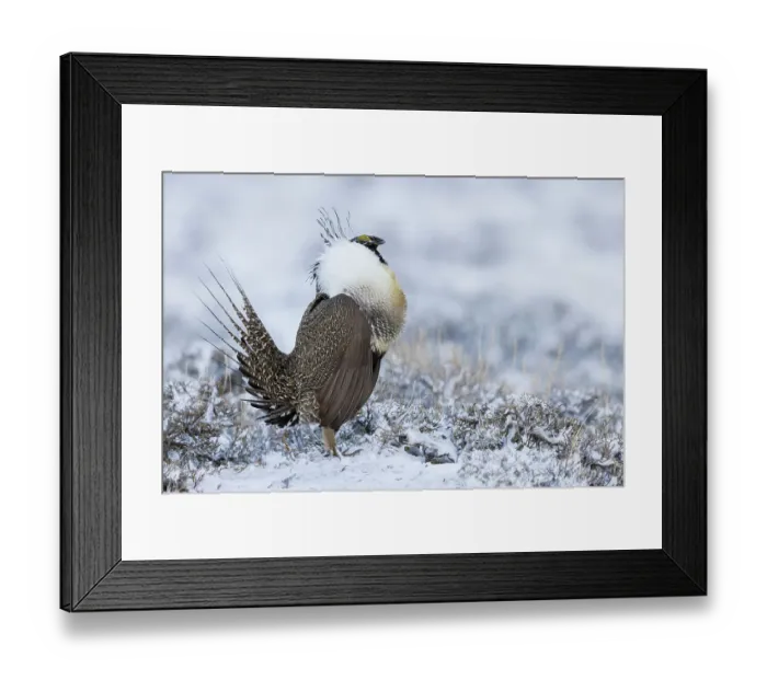 Framed Print : Greater sage grouse, courtship display, Colorado, USA