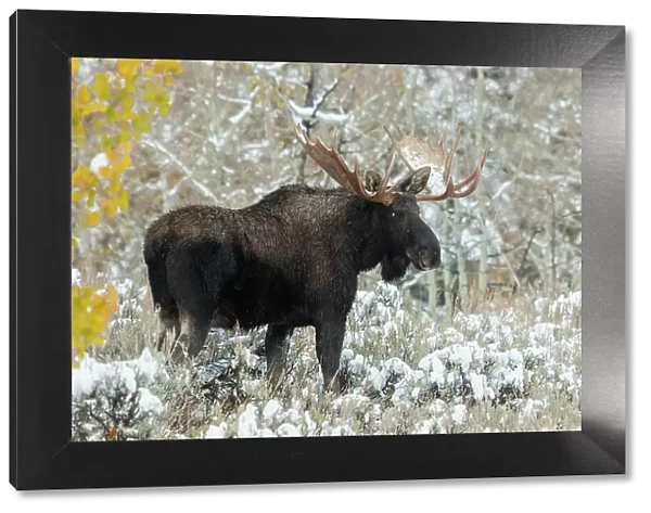 Shiras bull moose, autumn snow