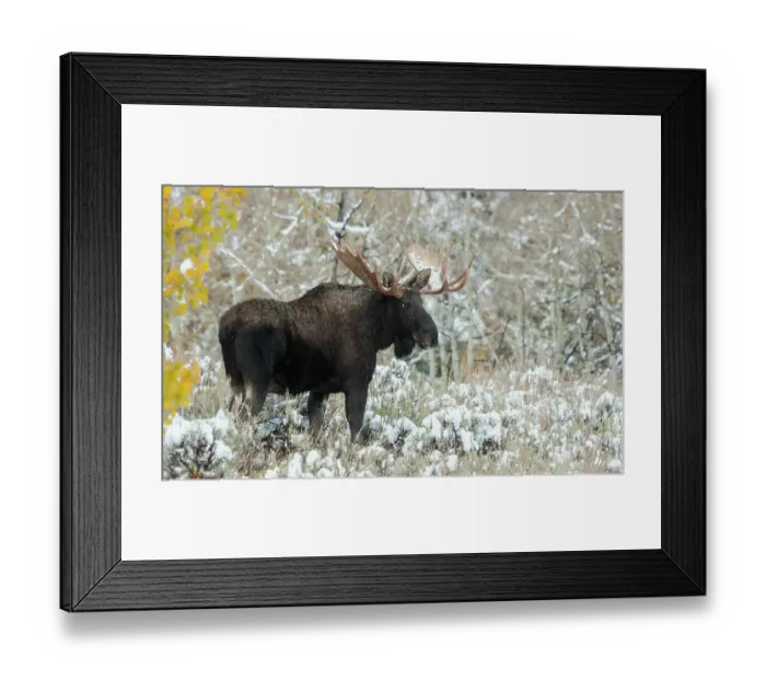 Framed Print : Shiras bull moose, autumn snow Framed Print : Shiras bull moose, autumn snow